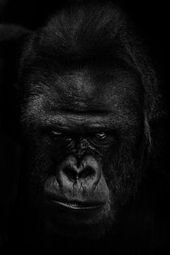 Die bedrohliche Schnauze des wilden dominanten Gorillamännchens, ein strenger Blick stellt eine Gefa von Michael Semenov