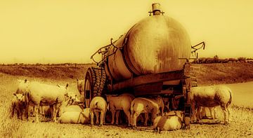 Éviter le soleil sur Kevin Verboven