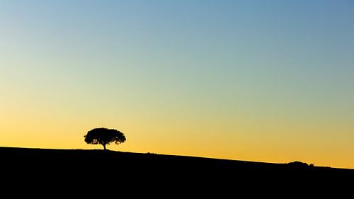 Eenzame kurkeik, Alentejo, Portugal
