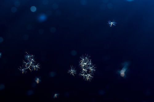 Pissenlit pelucheux | Bleu et blanc | Photo de nature
