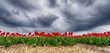 Rote Tulpen 2020 B von Alex Hiemstra