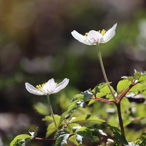 Wood Anemone, Close up, Square Format