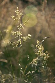 La douce lumière du soir dans la prairie sur Kimfaesdesign