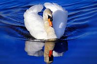 Swan