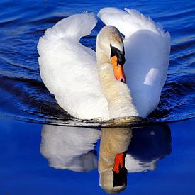 Swan by Ans Houben