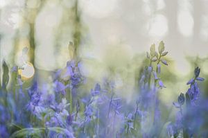 Blumen Teil 389