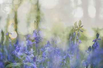 Blumen Teil 389 von Tania Perneel