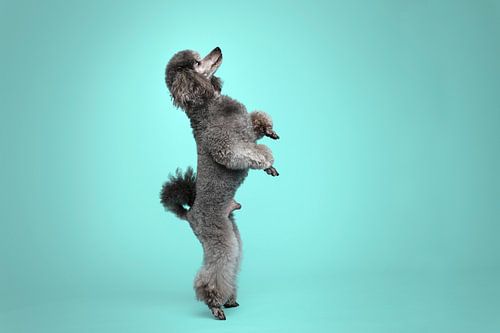 Tanzender grauer Pudelhund / auf seinen 2 Hinterbeinen, im Studio mit türkisem Hintergrund