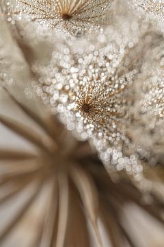 Schitterende landelijke abstractie: Licht weerspiegelt in de waterdruppels