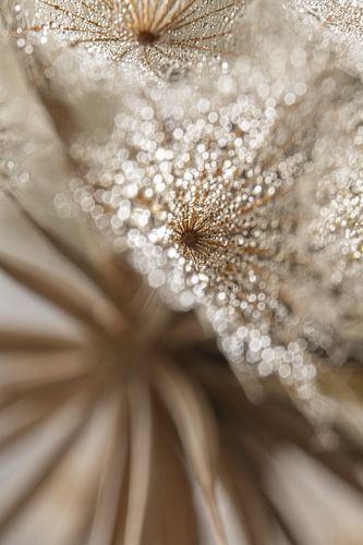 Stunning rural abstraction: Light reflects in water drops by Marjolijn van den Berg