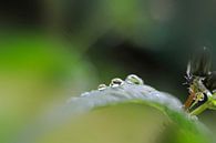 Droplets von Martine Affre Eisenlohr Miniaturansicht