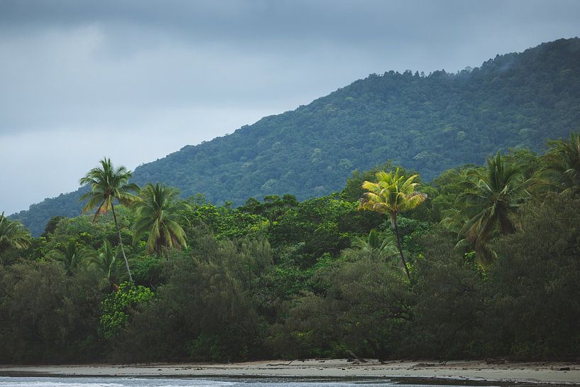 Daintree Rainforest: An Ancient Wonder of Nature by Ken Tempelers