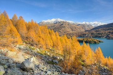 Gouden herfst bij het meer van Sils in het Engadin in Zwitserland