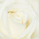 rose blanche par Klaartje Majoor Aperçu