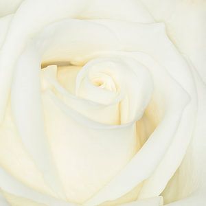weiße Rose