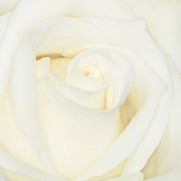 witte roos van Klaartje Majoor