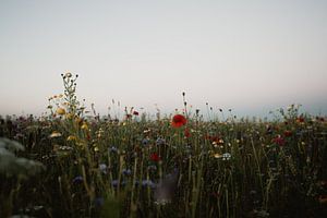 Klaproos in een veld met wilde bloemen van sonja koning