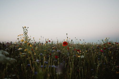 Poppy in a field of wildflowers