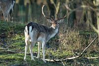 Damhert op de Amsterdamse Waterleiding Duinen
