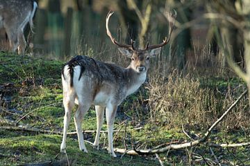 Fallow deer on the Amsterdam Water Supply Dunes by Maurice De Vries