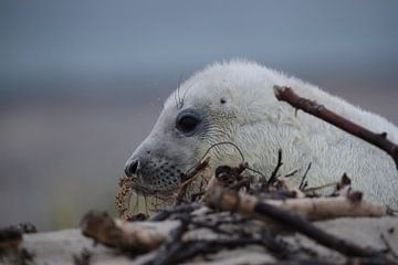 Grijze Zeehond Brul Helgoland Eiland Duitsland van Frank Fichtmüller