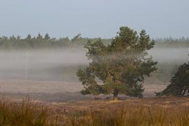 Un sapin dans un paysage brumeux au lever du soleil, dans des tons chauds.
