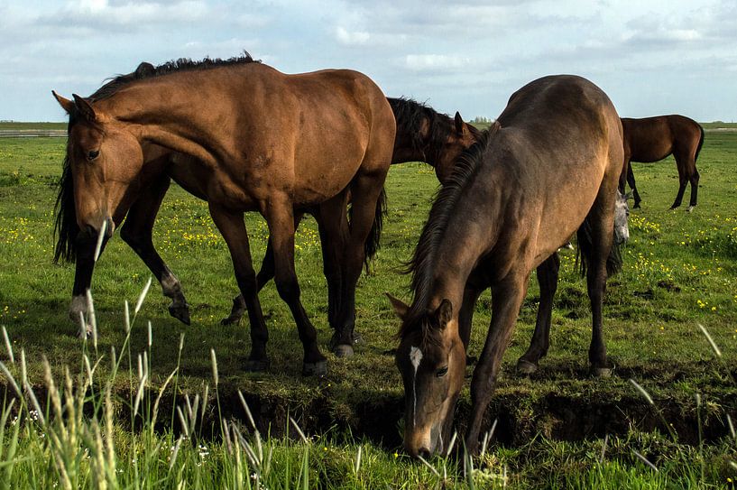 Paarden in de wei 3 van Brian Morgan