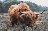 Portret van een Schotse Hooglander koe in de natuur van Sjoerd van der Wal Fotografie thumbnail