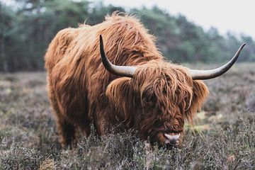 Portrait of a Scottish Highlander cow in nature by Sjoerd van der Wal