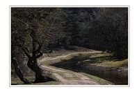Der Pfad im Wald