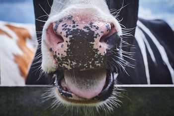 Verrückte Kuh, Tienhoven, Die Niederlande