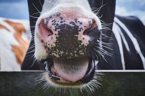 Crazy cow, Tienhoven, The Netherlands