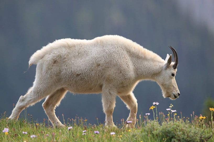 Snow goat (Oreamnos americanus), Glacier National Park, Montana, Rocky Mountains,USA by Frank Fichtmüller