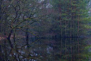 Dwingelderveld - Drenthe (Nederland) van Marcel Kerdijk
