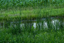 Wassermoore von Maaike Krimpenfort