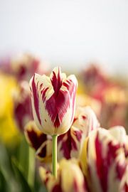Rouge avec tulipe blanche. sur Renate Pit - du Pont