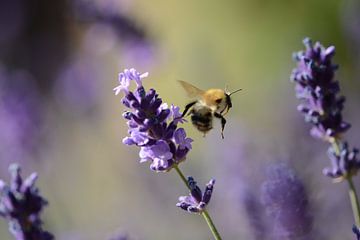 Lavendel bei von Eveline De Brabandere