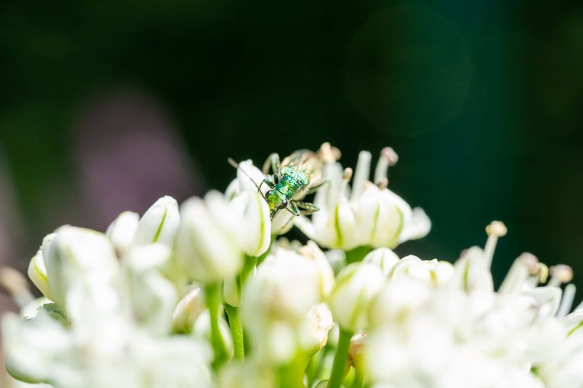 Green beetle hidden between white flowers by Mickéle Godderis
