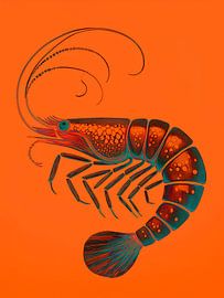 Illustration of an abstract Shrimp in Orange by STUDIO ARTSY