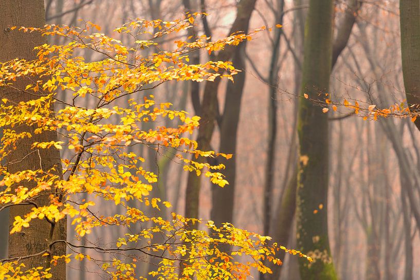 Misty Beech tree forest during a foggy day in winter by Sjoerd van der Wal Photography
