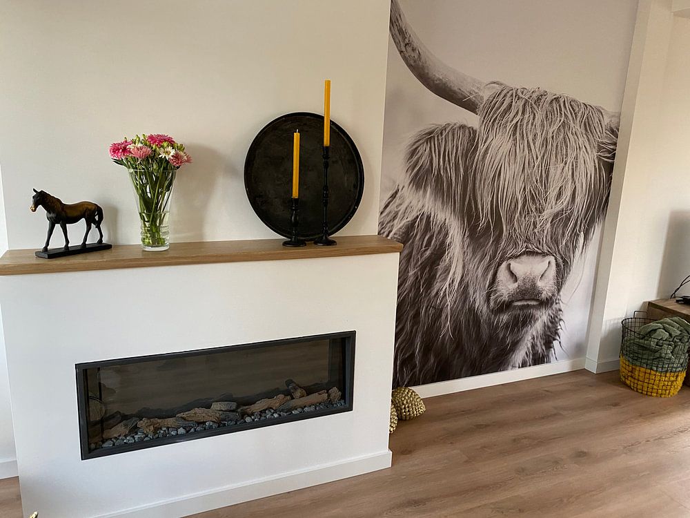Scottish Highlanders in Jiltdijksheide nature reserve (black and white)  by Martijn van Dellen 
