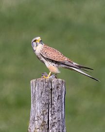 Turmfalke mit Maus von Teresa Bauer