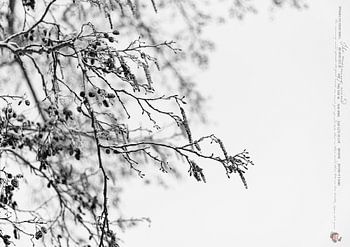 THE MORNING WIND_ALNUS INCANA AUREA