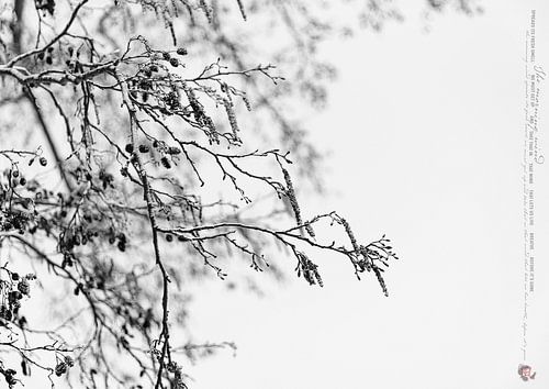 THE MORNING WIND_ALNUS INCANA AUREA