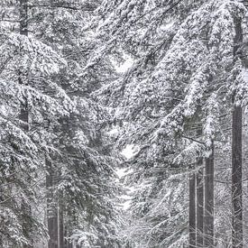 L'hiver à Veluwe sur Laura Dijkslag