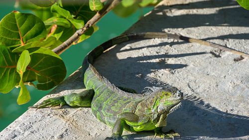 USA, Florida, Enorme hagedis van het type leguaan zittend op een muur
