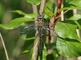 Früher Schilfjäger von Matthias Brix