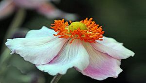 Anemone