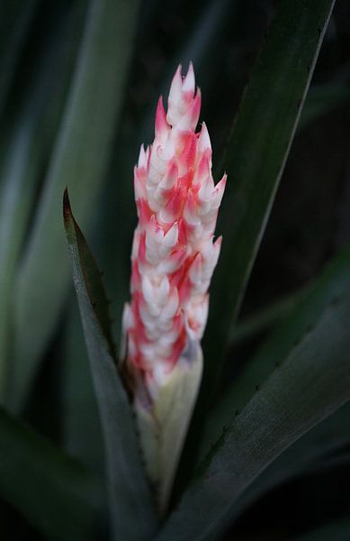Cactus with flower by Anne van de Beek