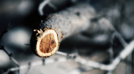 Amber Branch End Against Cold Blue by Skye Studio